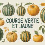 Illustration courge verte et jaune étal automnal