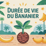 Illustration du cycle de vie et durée de vie d'un bananier