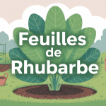Que faire avec les feuille de rhubarbe sécurité jardin compost animaux