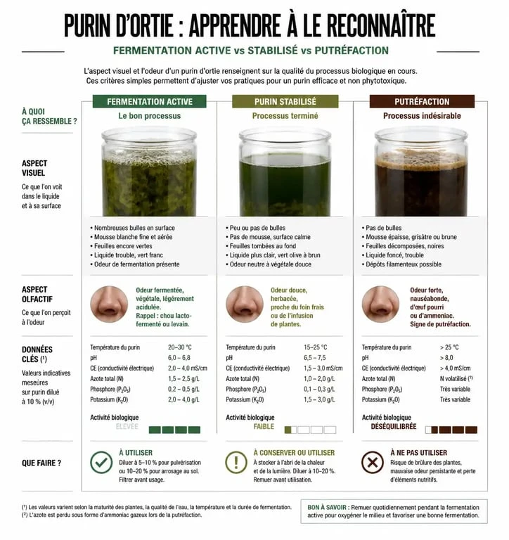 Infographie sur les signes de putréfaction du purin d'ortie périmé