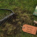 Quand scarifier pelouse : scarificateur sur pelouse humide, dents et herbe arrachée