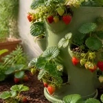 Plantation fraisier en hauteur : tour à fraisiers et pots